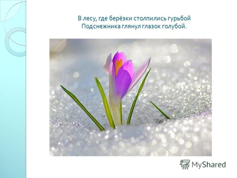 Соловьева Подснежник стихотворение