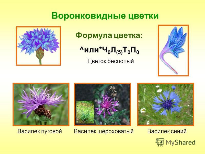 полынь горькая пижма от паразитов полынь горькая пижма от паразитов