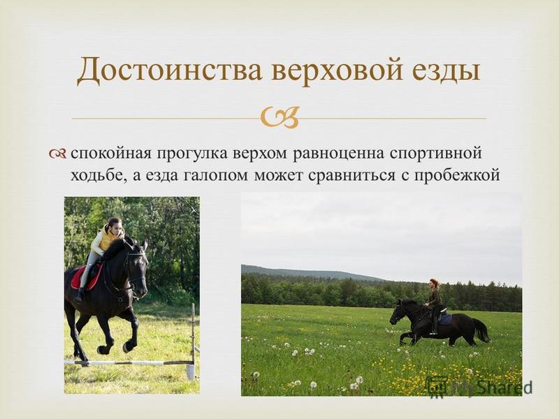 Проект про конный спорт