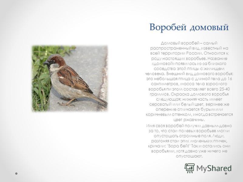Почему воробей называется воробей Почему воробей называется воробей