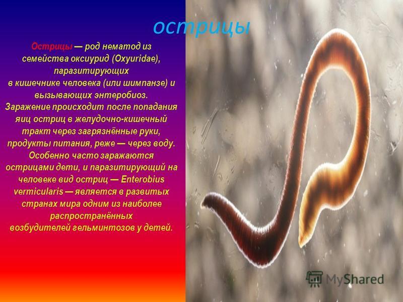 риол от паразитов риол от паразитов