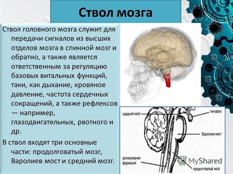 Как лечить дисфункцию срединно стволовых структур Как лечить дисфункцию срединно стволовых структур