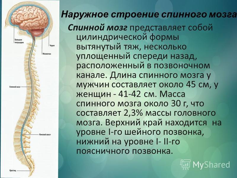 Реферат: Анатомия ЦНС спинного мозга