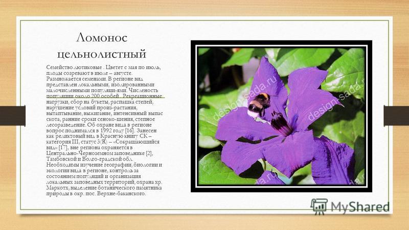 Семейство Лютиковые Презентация