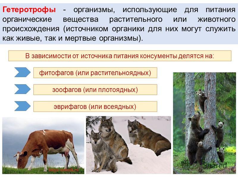 Картинки ПИТАНИЕ АВТОТРОФОВ