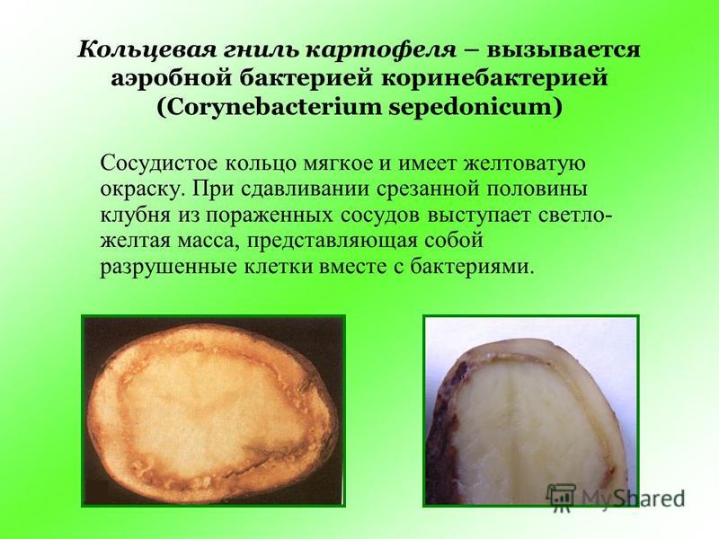 Картофель Википедия Картофель Solanum tuberosum L