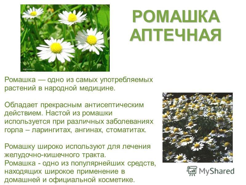 фото растения ромашка онлайн