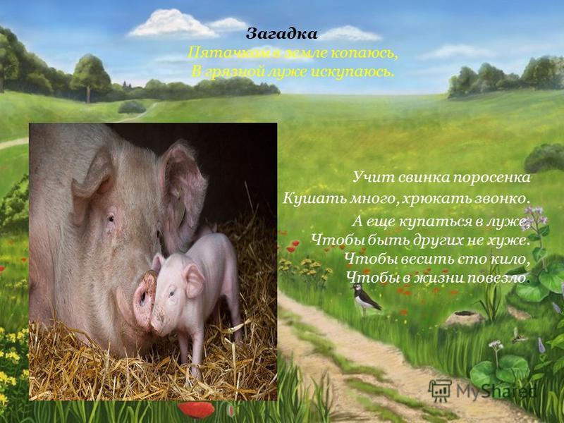 Как сделать так чтобы свинья пол не рыла Как сделать так чтобы свинья пол не рыла