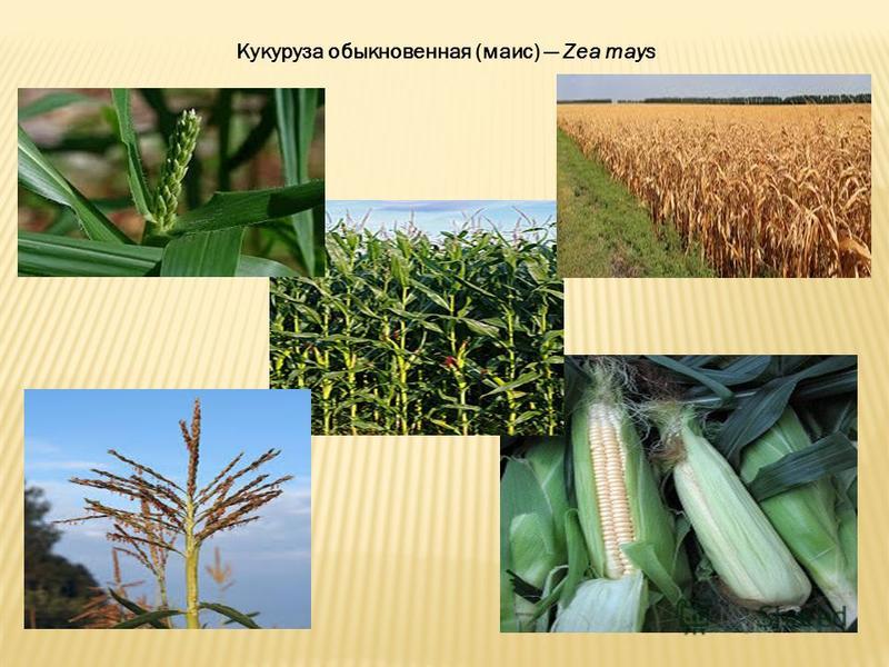 Заговор на быстрые роды ЗАГОВОР НА ЛЁГКИЕ РОДЫ Метки: легкое, легкое