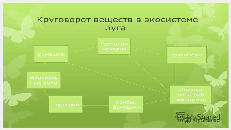 Экологические игры птицы: найдено 81 изображений