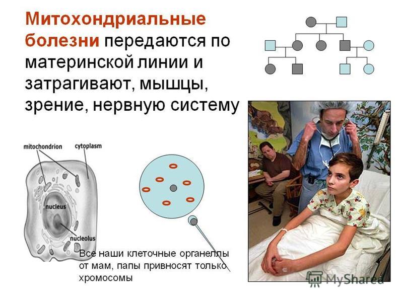 рос Какая внешность передаются по наследству время никто