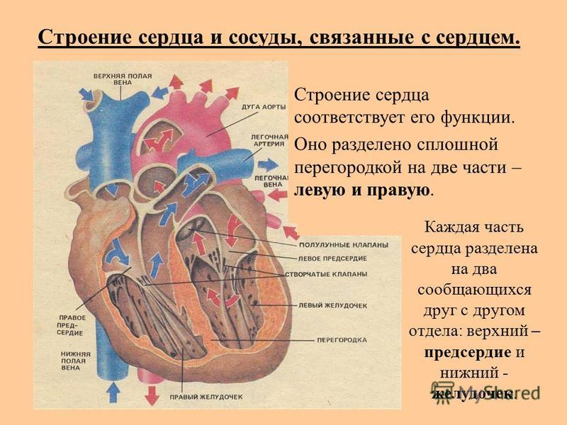 Реферат: Строение и функции сердца