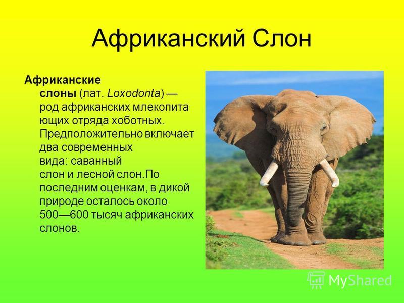Реферат На Тему Млекопитающие Реферат На Тему Млекопитающие