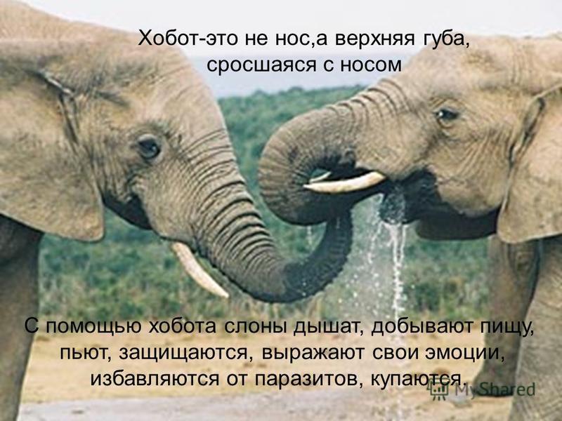 доклад про слонов доклад про слонов