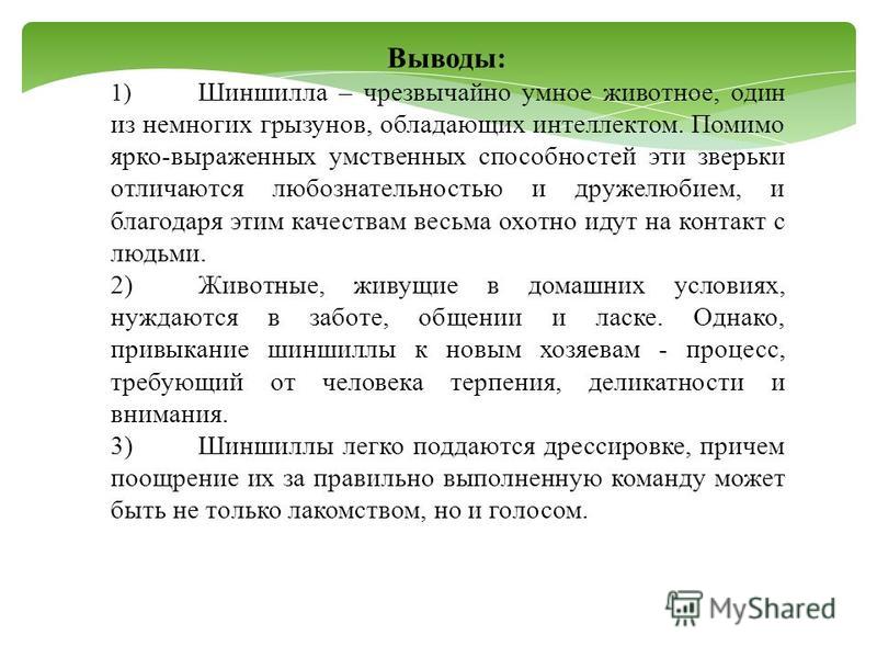 Шиншилла при домашних условиях Шиншилла при домашних условиях