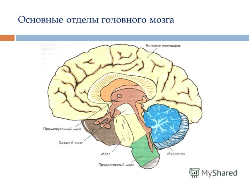 аршавский очерки по возрастной физиологии скачать