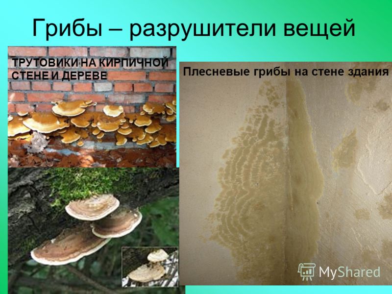 грибы паразиты какая от них польза грибы паразиты какая от них польза
