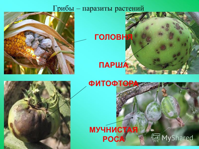 грибы паразиты какая от них польза грибы паразиты какая от них польза