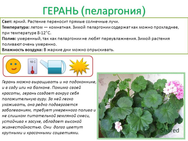 Powerpoint пеларгония Powerpoint пеларгония