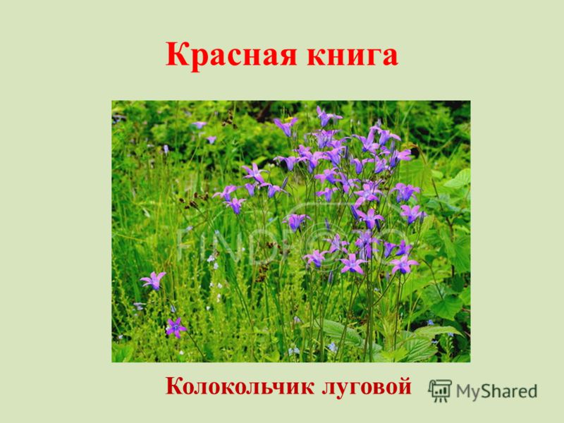 Цветок похож на полынь Цветок похож на полынь