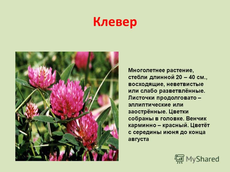 Фиолетовые и пурпурные цветы в саду - Форум цветоводов Фрау Флора Армянская незабудка Википедия