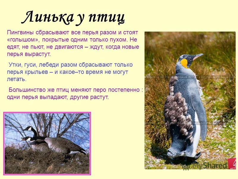 Линька птиц перелет теплые страны связаны Линька птиц перелет теплые страны связаны
