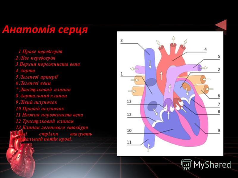 Анатомія серця 1 Праве передсердя 2 Ліве передсердя 31 Праве передсердя 2 Ліве передсердя 3 Верхня порожниста вена 4 Аорта 5 Легеневі артерії 6 Легеневі вени 7 Двостулковий клапан 8 Аортальний клапан 9 Лівий шлуночок 10 Правий шлуночок 11 Нижня порож