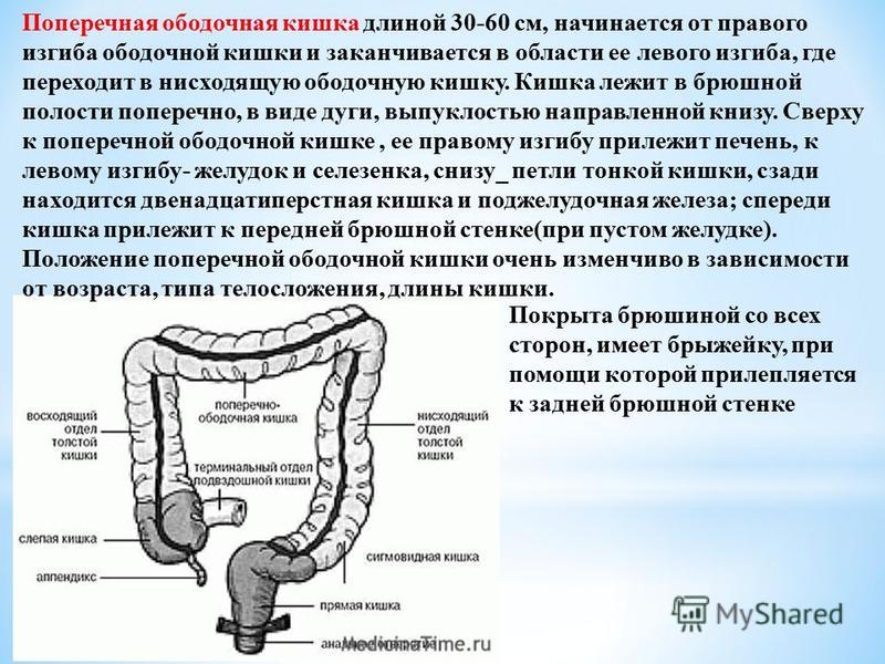 Где находится поперечная кишка