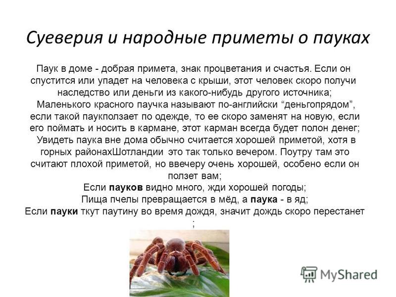 Все приметы связанные с пауками Все приметы связанные с пауками
