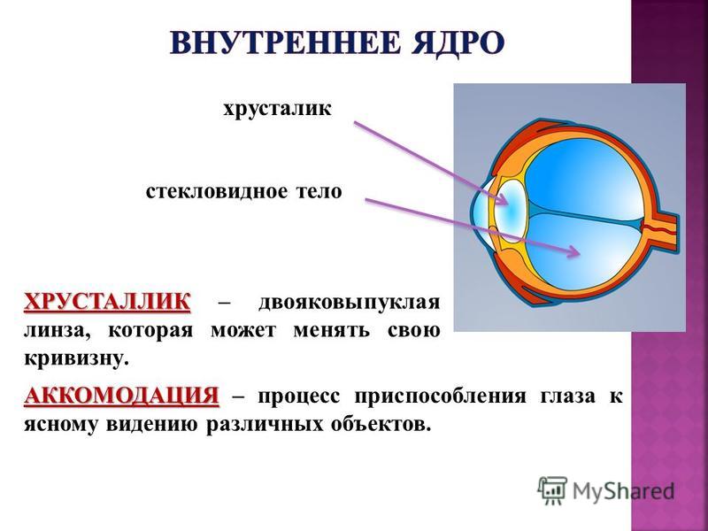 Авитрия как правильно заменить хрусталик Презентация на тему: "1.Изучить строение глазного аппарата 2.Ознакомиться с опти