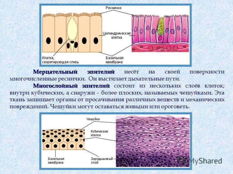 Мошенничество с копиями и сканеркопиями паспортов Как сделать презентацию - wikiHow