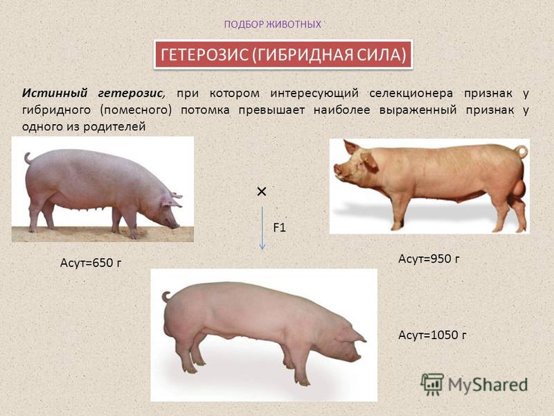 Инбридинг отдаленная гибридизация