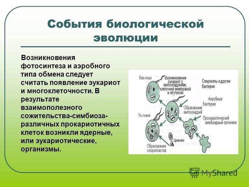 Возникновение фотосинтеза презентация