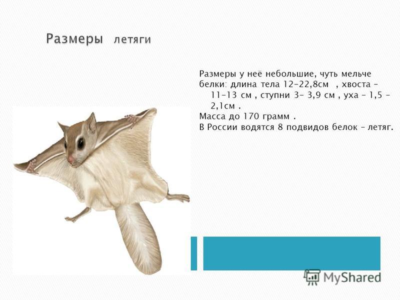 Размеры у неё небольшие, чуть мельче белки: длина тела 12-22,8 см, хвоста – 11-13 см, ступни 3- 3,9 см, уха – 1,5 – 2,1 см. Масса до 170 грамм. В России водятся 8 подвидов белок – летяг.