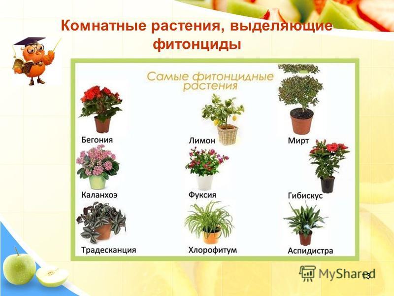 Влияние фитонцидных растений на живые организмы проект