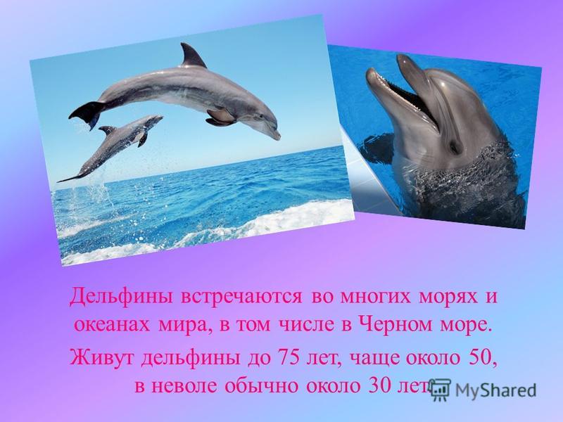 Дельфины встречаются во многих морях и океанах мира, в том числе в Черном море. Живут дельфины до 75 лет, чаще около 50, в неволе обычно около 30 лет.