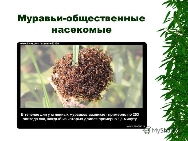 Укажите три примера общественных насекомых Общественные насекомые презентация