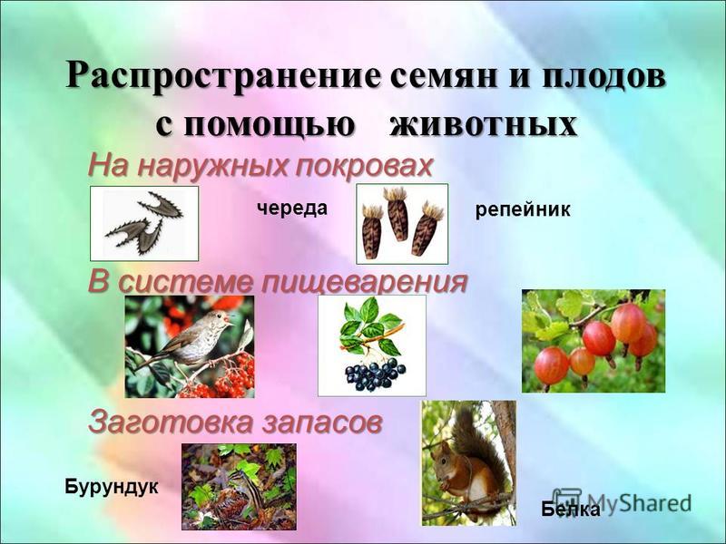 Как распространяют семена животные Как распространяют семена животные