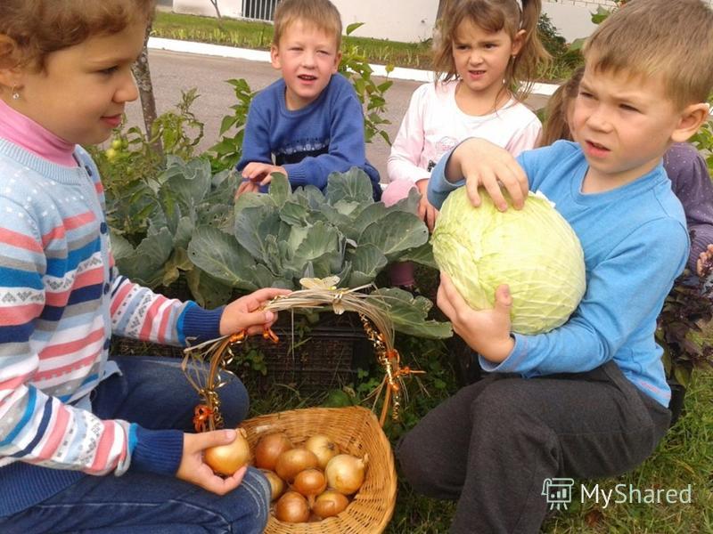 Аппликация овощ или фрукт Аппликация овощ или фрукт