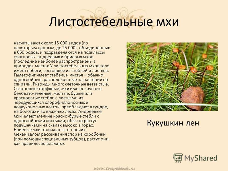 Систематика растений BIOscience Дзен