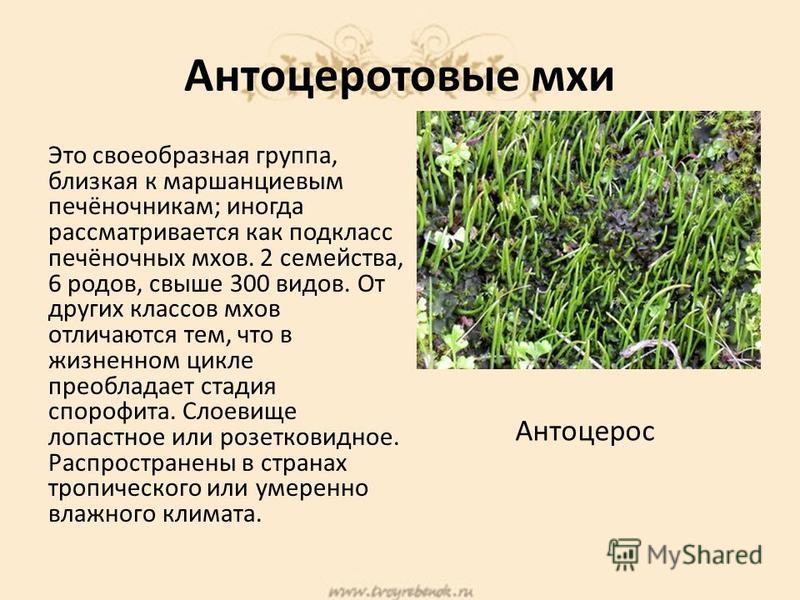 Использование мхов проект