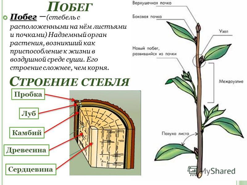 [PUNIQRANDLINE-(au-dating-names.txt) 23 Доклад про почки растения 4322
