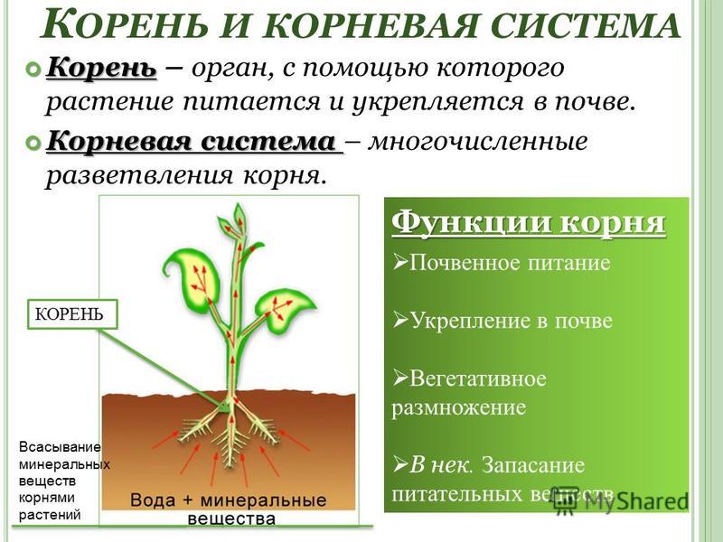 Биология 6 класс сонин читать органы цветковых растений