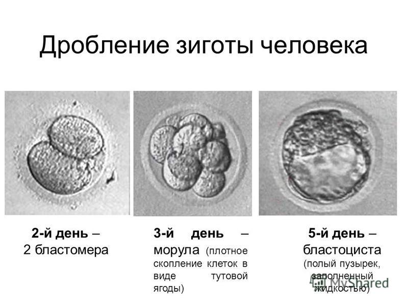 схема дробления зиготы схема дробления зиготы