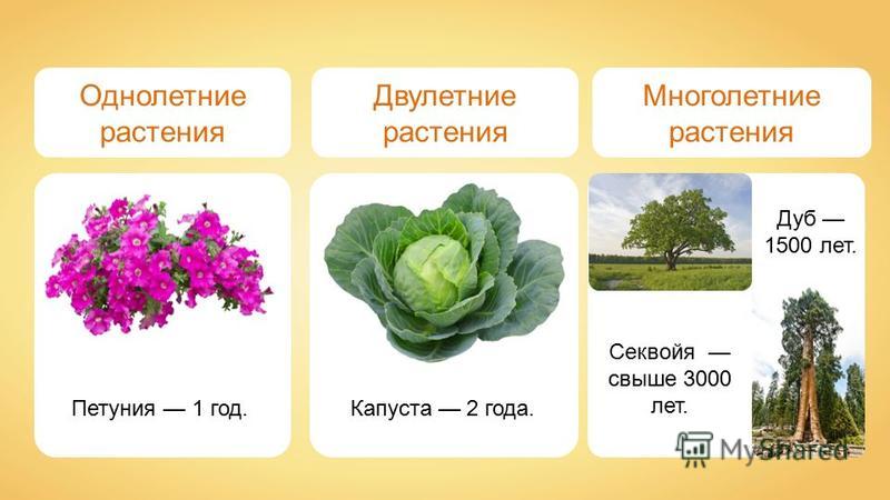 Как однолетнее растение сделать многолетними Как однолетнее растение сделать многолетними