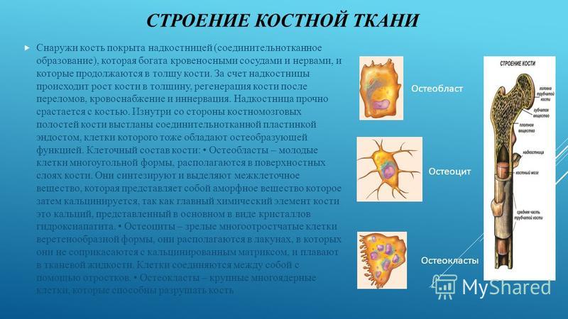 Презентация костная ткань гистология