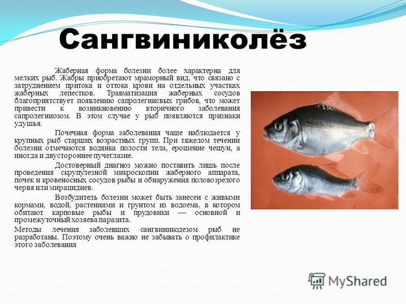 Как лечить прудовую рыбу 79
