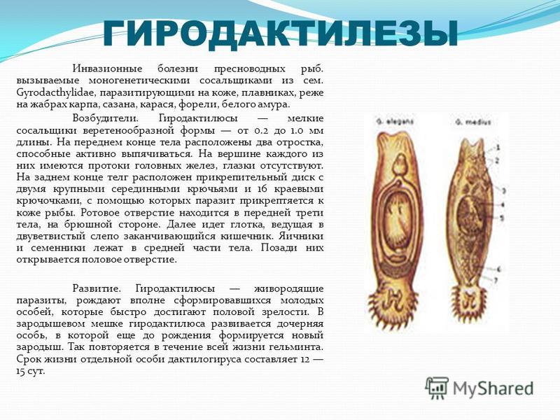 Анестезия при удалении зуба: основные методы и препараты Welcome! VK