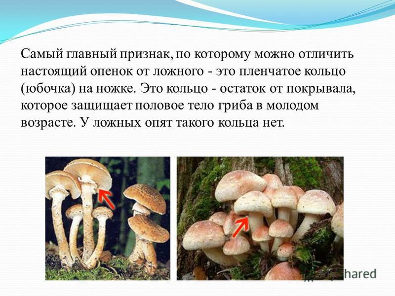 Юбочка У Опят Фото Юбочка У Опят Фото