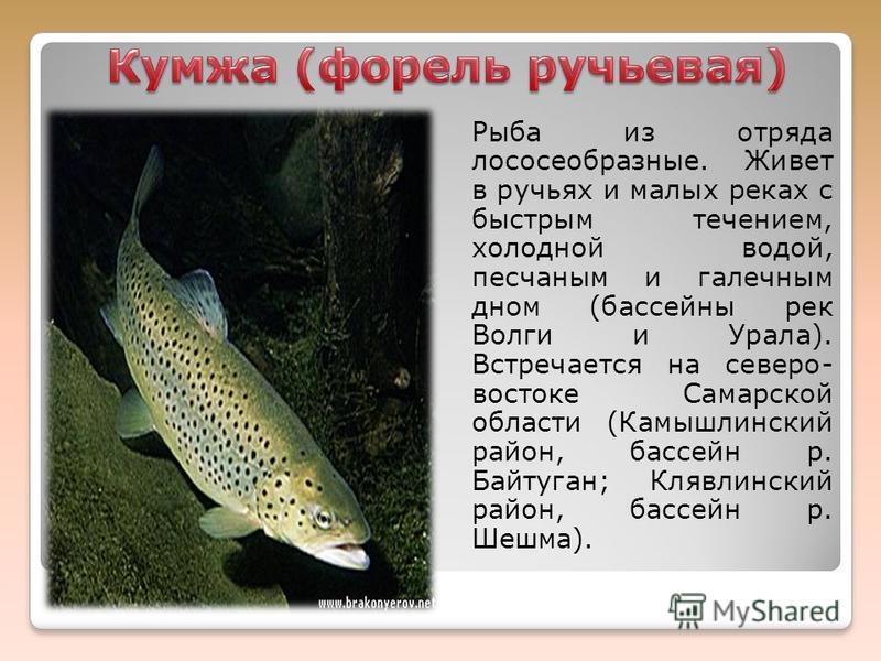 Сигнализация ягуар инструкция по эксплуатации tez-а Сигнализация ягуар инструкция по эксплуатации tez-а